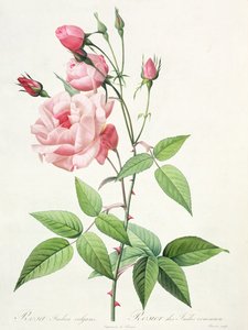 Rosa Indica Vulgaris, graveret af Bessin, fra 